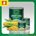 Canned sweet corn in brine