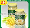 Canned baby corn whole made by fresh raw