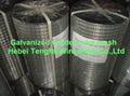 Electro galvanized welded wire mesh 1