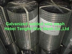 Electro galvanized welded wire mesh