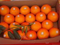 navel orange 1