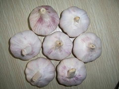 garlic