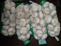 Normal white garlic 2