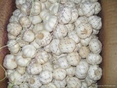 Garlic 10kg/CTN