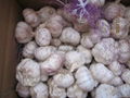 China garlic 2