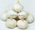China garlic 4