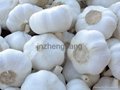 China garlic 5