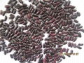 dark red kidney beans