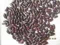 dark red kidney beans 2