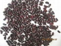 dark red kidney beans 4