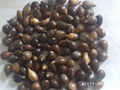 black Chinese Pearl Barley