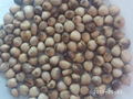 white Chinese Pearl Barley  1