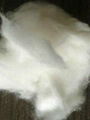 mongolia cashmere fiber