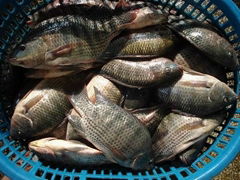 tilapia