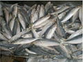 horse mackerel 1