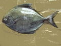 black pomfret 1