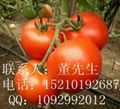 優質高產量紅果番茄種子