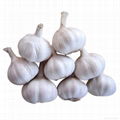 Chinese Garlic