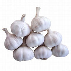 Chinese Garlic