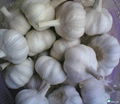 Chinese normal Garlic 1