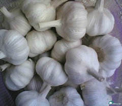 Chinese normal Garlic