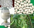 White kidney bean Extract