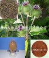 Burdock  Extract 1