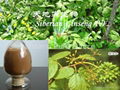 Siberian Ginseng P.E. 1