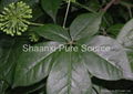 Siberian Ginseng P.E. 2