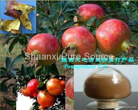 Pomegranate P.E.