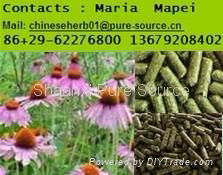 Echinacea Purpurea extract powder