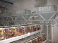 3 tire A type automatic layer cage 4