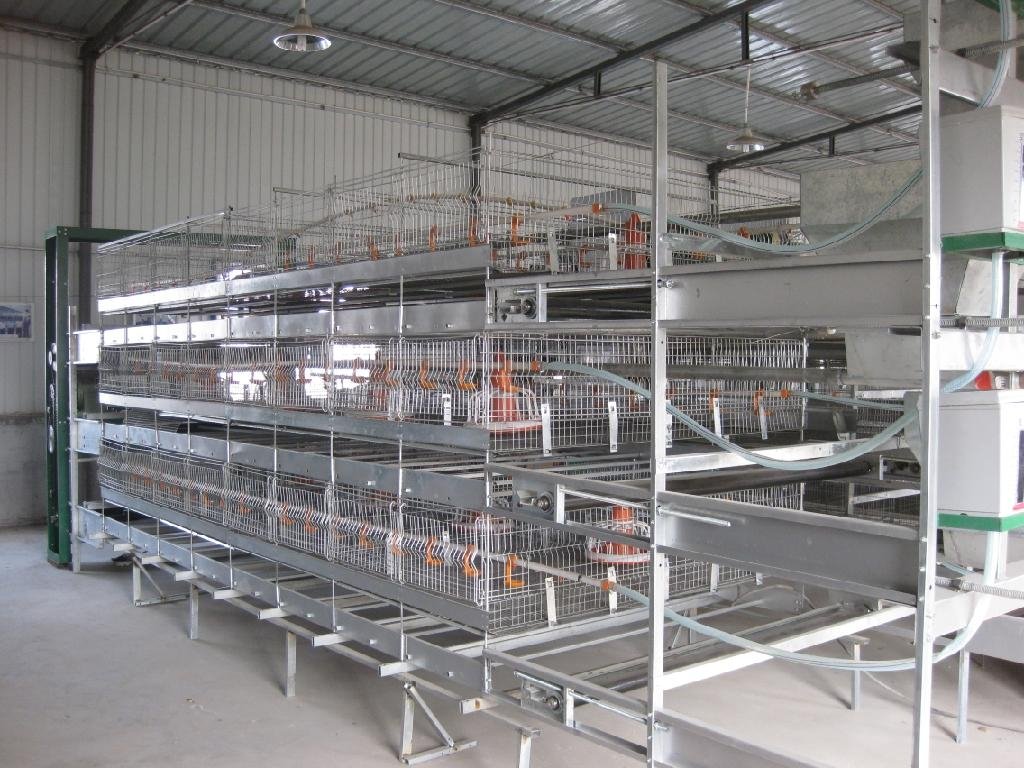 automatic chicken broiler cage