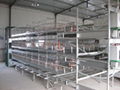 automatic chicken broiler cage 1