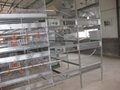 automatic chicken broiler cage 4