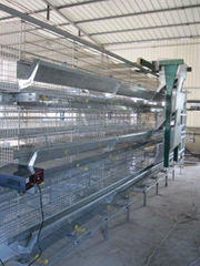 battery automatic egg layer cage