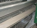 automatic egg layer cage