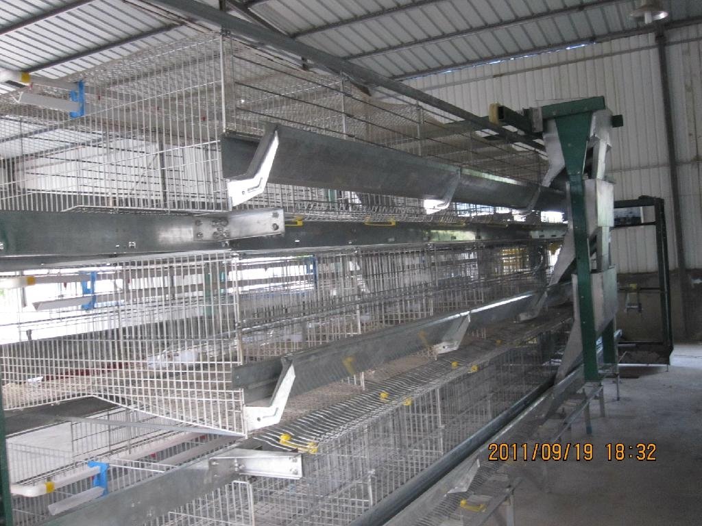 automatic egg layer cage 2