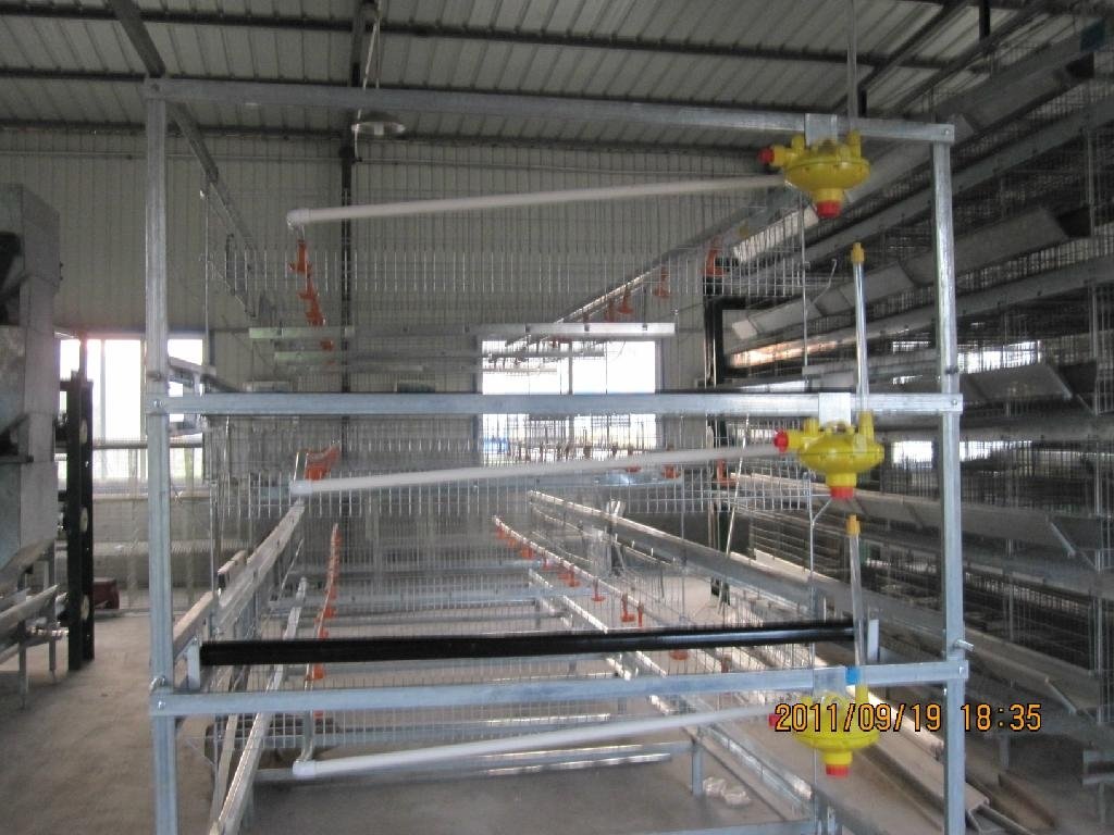 automatic egg layer cage 3