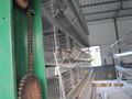 automatic broiler cage 1