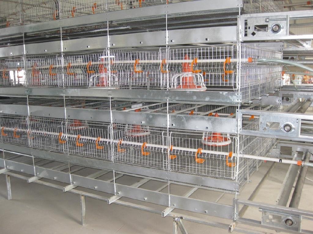 automatic broiler cage 3