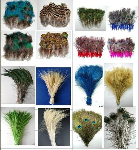 Peacock, Ostrich, Turkey, Coque, Pheasant, Goose, Milliner & Guinea Feathers  2