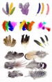 Peacock, Ostrich, Turkey, Coque, Pheasant, Goose, Milliner & Guinea Feathers 