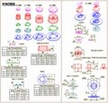 COLLET KNOBS & PCB CARD GUIDES 5