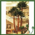 preserved indoor palm tree 1