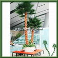 preserved indoor palm tree 5