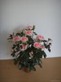 artificial rose  1