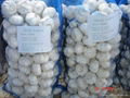 white garlic