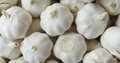 white garlic 2