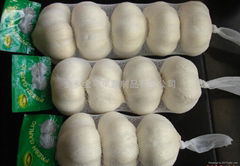 fresh garlic supplier